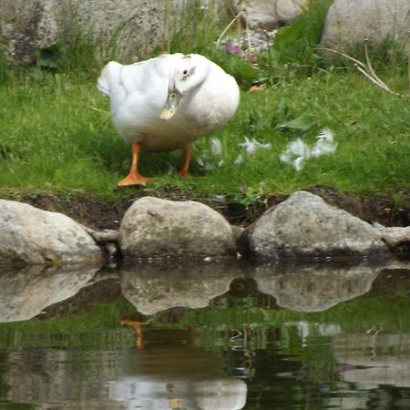 Cosy Ground Floor Disabled Friendly Room In Farm House Llandderfel 外观 照片
