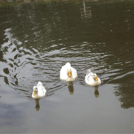Cosy Ground Floor Disabled Friendly Room In Farm House Llandderfel 外观 照片